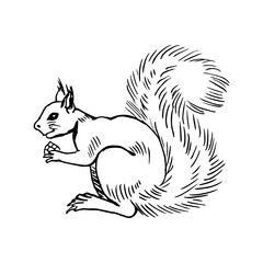 Squirrel with a bump in its paws. Side view. Drawing with black lines, marker, line art. Vector illustration