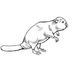 beaver side view. Drawing with black lines, marker, line art. Vector illustration