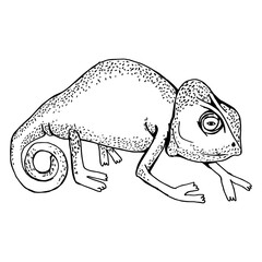 Chameleon on the side. Drawing with black lines, marker, line art. Vector illustration