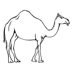 one-humped camel side view. Drawing with black lines, marker. Vector illustration