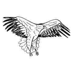 an eagle in flight with spread wings. Drawing with black lines, marker, line art. Vector illustration