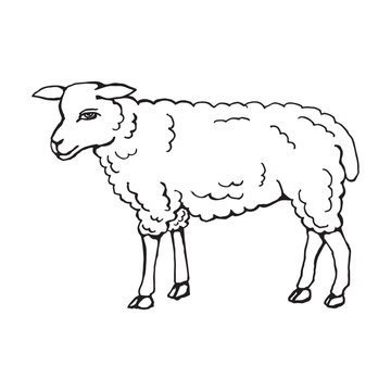 silhouette of a sheep on the side. Drawing with black lines, marker, line art. Vector illustration