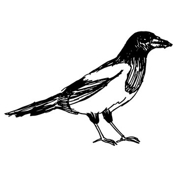 recommend clip art: Magpie. Side view. Drawing with black lines, marker, line art. Vector illustration