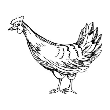 Chicken. Side view. Drawing with black lines, marker, line art. Vector illustration