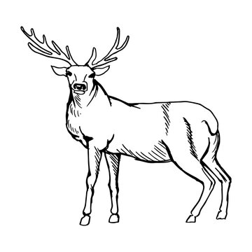 deer with branched horns. Drawing with black lines, marker, line art. Vector illustration