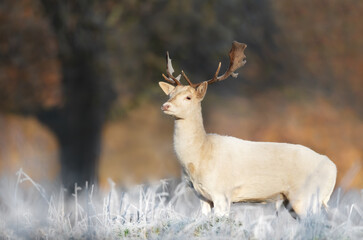 Close up of a Fallow deer in winter