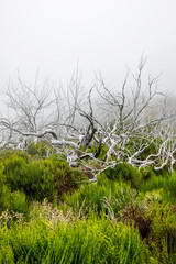 Bunches of crooked dry branches in a cloudy fog.