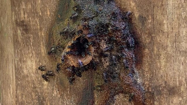 Apis cerana bee Several beehives box in garden plantation