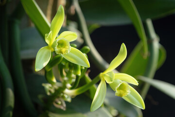Close-up of Vanilla flowers full bloom in the morning on plantation, black background,  Vanilla fargrans (Salish) Ames, Vanilla Planifolia