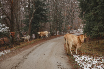 cows on the road in the forest