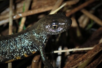 The great crested newt - obrazy, fototapety, plakaty