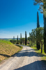 Country road flanked with cypresses in Tuscany,Italy