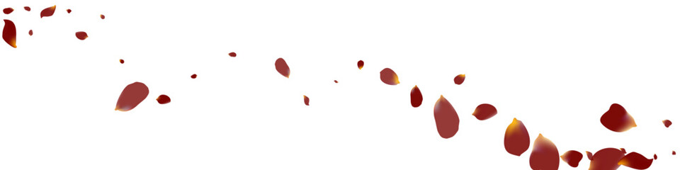 Pink Rose Beauty Vector White Panoramic