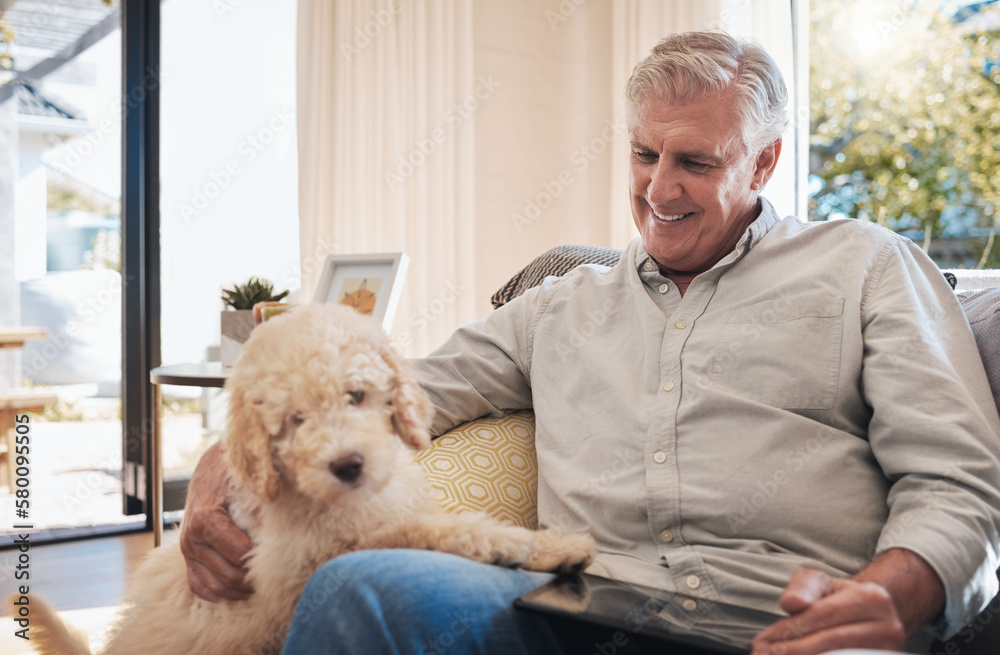 Sticker Happy senior man play with dog on sofa in home living room relax and bonding together for fun, care and happiness. Elderly retirement grandpa smile and love loyal animal pet on couch in house lounge