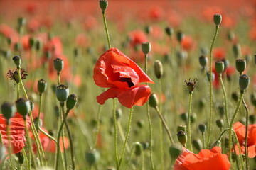 Obraz premium Nahaufnahme einer roten Blüte von Mohnblumen. Der Mohn blüht und das Feld sieht aus wie Blut