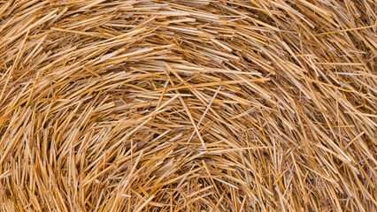 Straw in bales on a field collected in cloudy weather