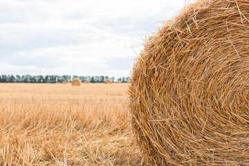 Straw in bales on a field collected in cloudy weather