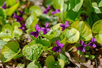 Fragrant violet ( lat. Viola odorata ) is a herbaceous perennial plant of the Violet family
