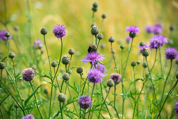 lavender flowers in the field