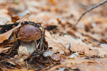 An edible porcini mushroom growing in a forest and hidden under oak leaves and in pine needles. Selective focus, close up photo