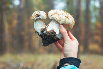 A woman's hand holds edible porcini mushrooms on the background of the forest, seasonal mushroom picking