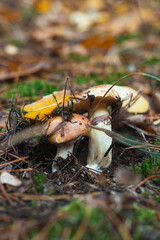 An edible Suillus mushrooms growing in a forest and hidden under oak leaves and in pine needles. Selective focus, close up photo