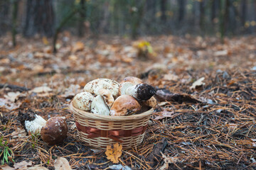 Basket of mushrooms in autumn forest. Selective focus.