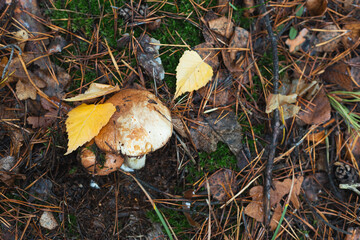 An edible Suillus mushrooms growing in a forest and hidden under oak leaves and in pine needles. Selective focus, close up photo