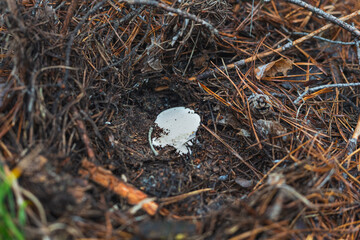 A cut leg of an edible mushroom in the forest, human intervention in nature, and harm to nature. Part of the cut mushroom rots along with the mycelium