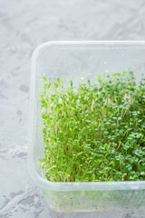 A plastic box with mix micro green arugula, salad, alfalfa (Lucerne) on light grey background. Home garden and healthy lifestyle concept, vegan. Fun way to reuse plastic box