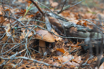 An edible Suillus mushrooms growing in a forest and hidden under a tree in pine needles. Selective focus, close up photo