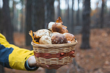A man holds a basket of edible porcini mushrooms on the background of the forest, seasonal mushroom picking