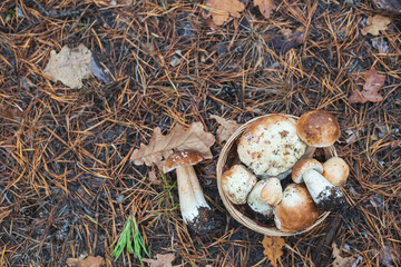 Basket of mushrooms in autumn forest. Selective focus.