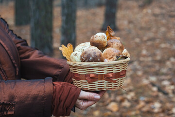 A woman holds a basket of edible porcini mushrooms on the background of the forest, seasonal mushroom picking