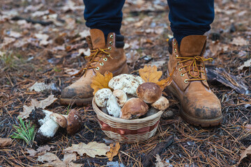 A man stands with basket of edible porcini mushrooms on the background of the forest, seasonal mushroom picking