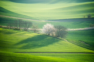 Obraz premium Beautiful spring landscape in the Moravia region
