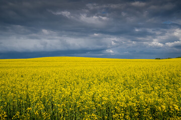 Yellow agricultural fields