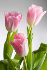 Bouquet of delicate tulips on a light background background.
