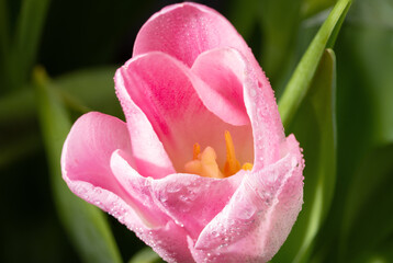 Beautiful delicate tulip flower in a raindrop. Close-up.