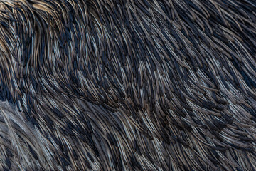 background close-up of ostrich feathers