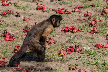 brown monkey on the ground