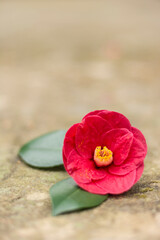 Red camellia flower isolated  on a stone table. Selective focus. Springtime. 