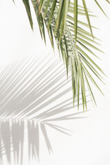 Fototapeta premium Palm leaf and shadow on a white wall. 