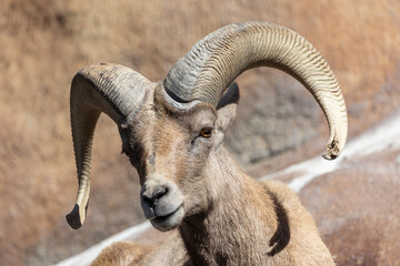 Close-up view of a desert bighorn sheep