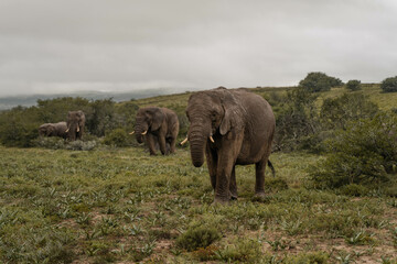 Naklejka na ściany i meble Familia de elefantes salvajes caminando en un safari en sudáfrica