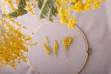 In a vague frame of a bright mimosa, a top view of a handmade hoop with linen fabric and living branches of yellow mimosa. The concept of creativity, embroidery, the arrival of spring, inspiration