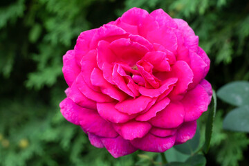 pink rose in garden