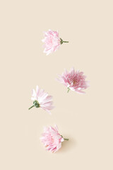 Pink flowers on a cream background. Aesthetic nature levitation concept.