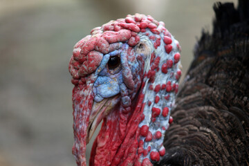 red head of turkey