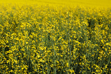 Fototapeta premium Сlose-up of a flowering rapeseed field. Yellow field of rapeseed